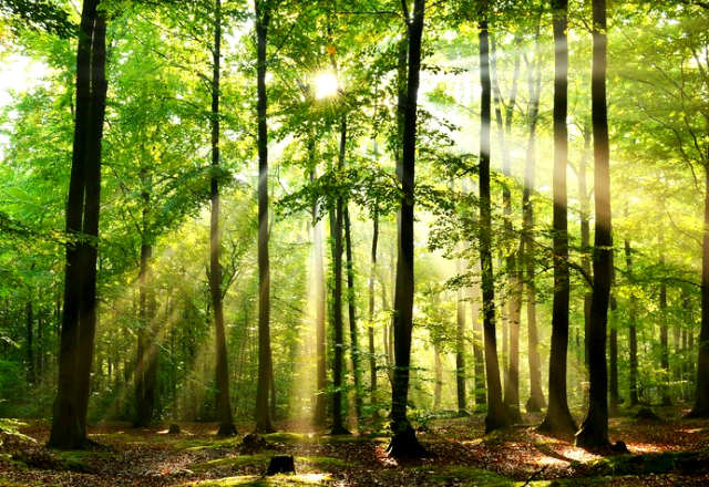 Le prix de l'hectare de forêt connait une progression régulière depuis plusieurs années ( Crédits: Fotolia)