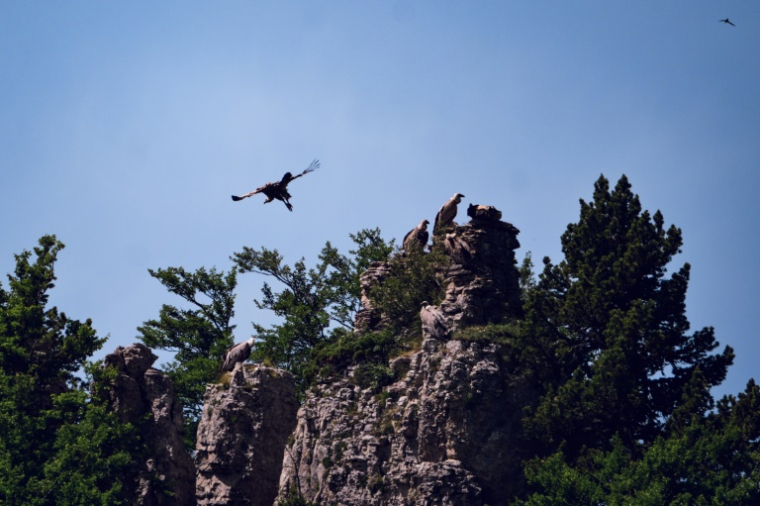 Un gypaète barbu vole au-dessus Parc Naturel Régional du Vercors, près de Treschenu-Creyers le 13 juin 2025 ( AFP / OLIVIER CHASSIGNOLE )
