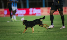 Mondial 2030 : le Parti Animaliste alerte sur le sort des chiens au Maroc