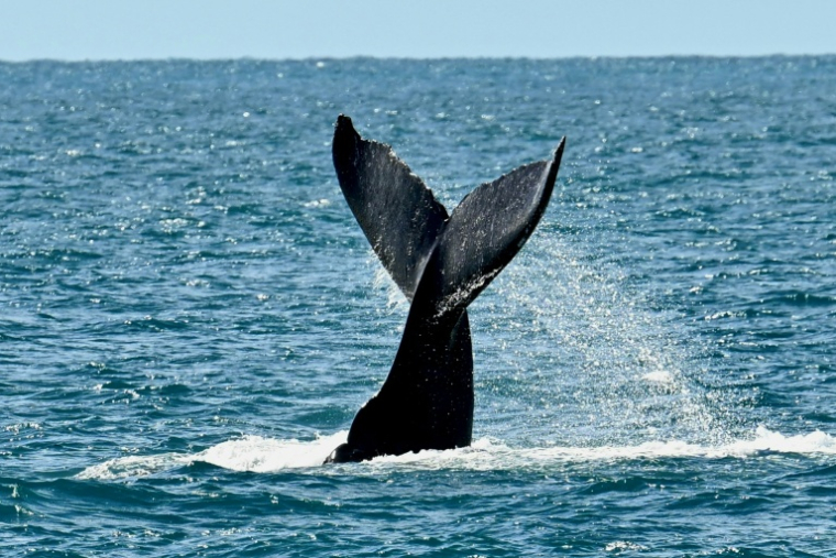 La queue d'une baleine à bosse (Megaptera novaeangliae) est photographiée dans l'archipel des Abrolhos, dans l'État de Bahia, au Brésil, le 19 août 2026. ( AFP / Evaristo Sa )