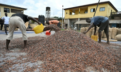 Des ouvriers ramassent des fèves de cacao sur la place d'Aboisso, dans le sud-est ivoirien, le 17 mars 2026 ( AFP / Sia KAMBOU )