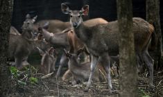 Des cerfs sambar dans un enclos avant d'être relâchés dans le cadre d'une opération visant à augmenter le nombre de proies pour les tigres, dans le parc national de Khlong Lan, dans la province de Khampaeng Phet, le 9 juin 2025 en Thaïlande ( AFP / Lillian SUWANRUMPHA )
