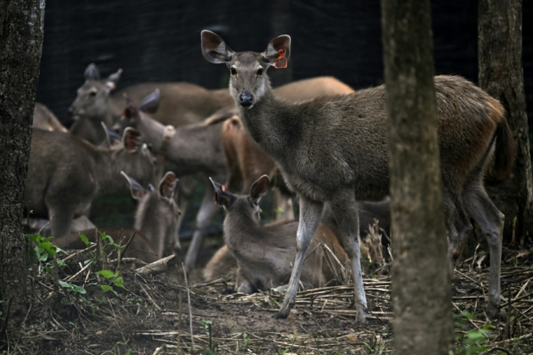 Des cerfs sambar dans un enclos avant d'être relâchés dans le cadre d'une opération visant à augmenter le nombre de proies pour les tigres, dans le parc national de Khlong Lan, dans la province de Khampaeng Phet, le 9 juin 2025 en Thaïlande ( AFP / Lillian SUWANRUMPHA )