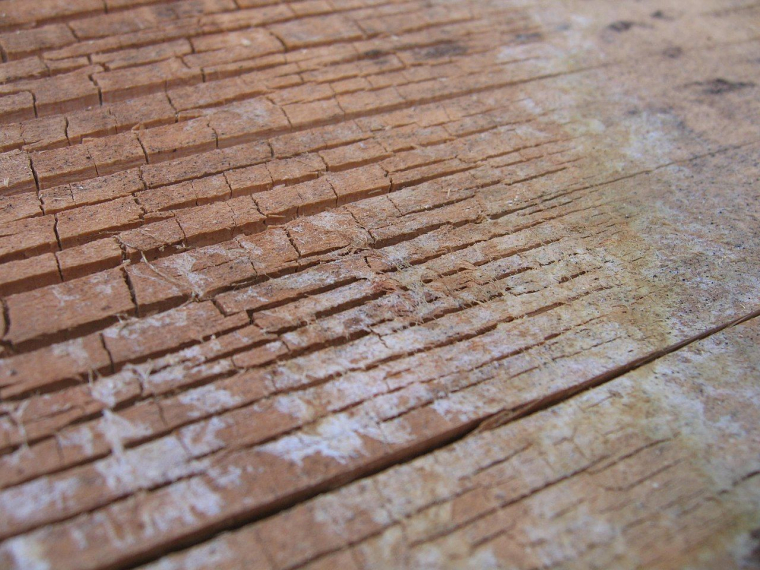 (Crédits photo : Wikimedia Commons - Jiròni B. )