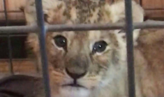 Un lionceau secouru par la Fondation 30 millions d'amis en 2018  ( Fondation 30 Millions d’Amis / HO )