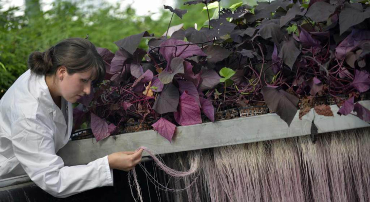 PAT vient de signer avec le chimiste BASF dans le domaine des biopesticides pour l’agriculture. (© PAT)