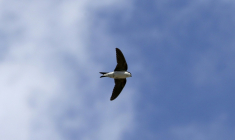 Une hirondelle dans le ciel corse le 27 mai 2021 ( AFP / Pascal POCHARD-CASABIANCA )