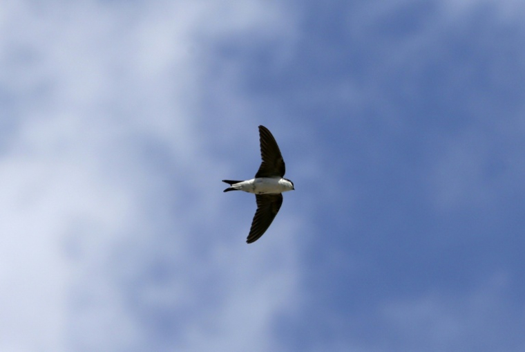 Une hirondelle dans le ciel corse le 27 mai 2021 ( AFP / Pascal POCHARD-CASABIANCA )