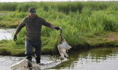 Un chasseur évacue un oiseau mort, fauché par l'épizootie de botulisme aviaire qui touche plusieurs zones humides de Loire-Atlantique, le 26 juillet 2025 près de Trignac ( AFP / Damien MEYER )