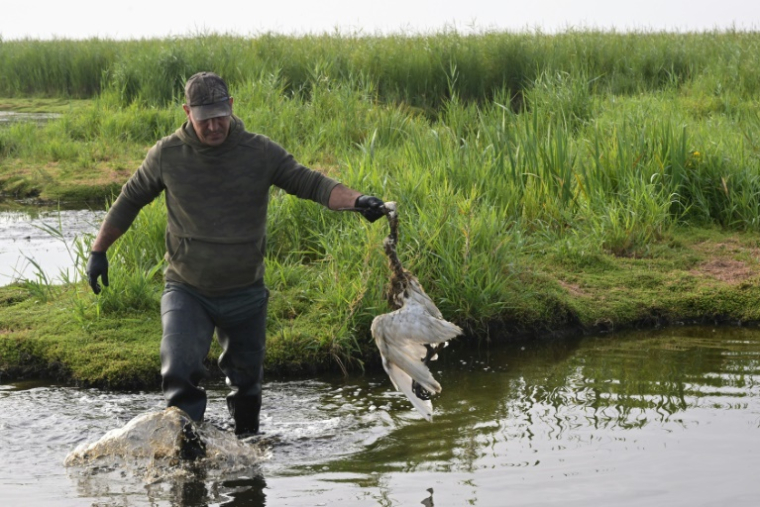 Un chasseur évacue un oiseau mort, fauché par l'épizootie de botulisme aviaire qui touche plusieurs zones humides de Loire-Atlantique, le 26 juillet 2025 près de Trignac ( AFP / Damien MEYER )