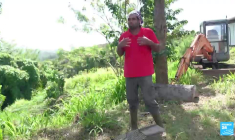 La Martinique, terre de l'identité créole