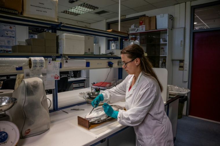 La biologiste marine Thekla Anastasiou étudie un poisson-ballon au Centre hellénique de recherche marine (HCMR), à Héraklion, en Crète, le 4 juin 2026  ( AFP / Angelos TZORTZINIS )