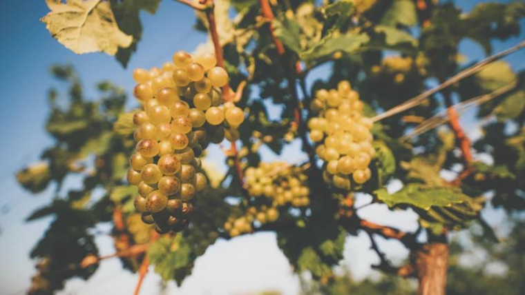 Nos conseils pour revendre sa cave au meilleur prix