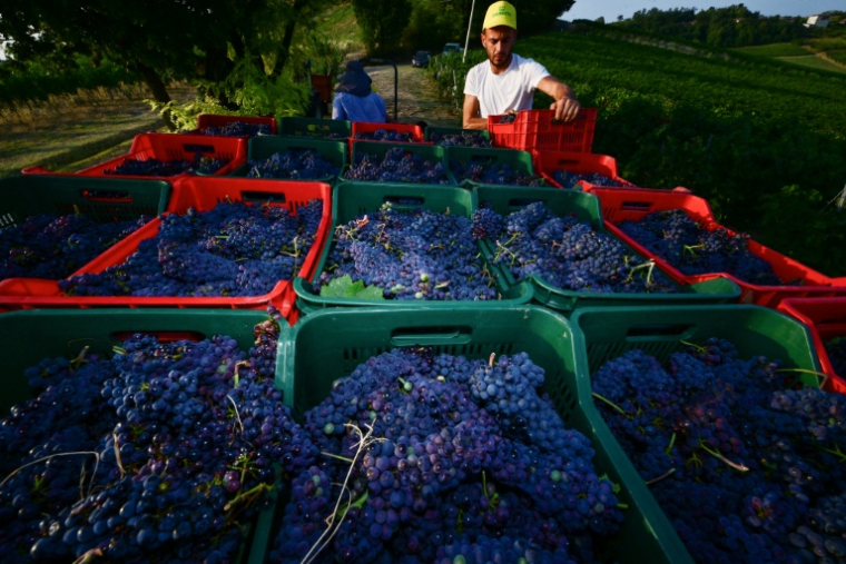 Un ouvrier agricole vendange des raisins de Pinot Noir dans les vignobles du domaine Defilippi - i Gessi, situé dans le petit village d’Oliva Gessi, sur les collines verdoyantes de l’Oltrepò Pavese, dans le nord de l’Italie, le 30 juillet 2026 ( AFP / Stefano RELLANDINI )