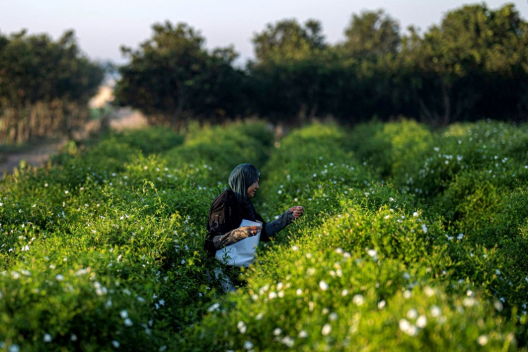 Une ouvrière agricole récolte des fleurs de jasmin au lever du soleil dans un champ du village de Shubra Balula, dans le nord du delta du Nil, en Égypte, le 7 juillet 2025 ( AFP / Khaled DESOUKI )