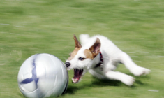 En district, une arbitre de touche promène son chien pendant le match