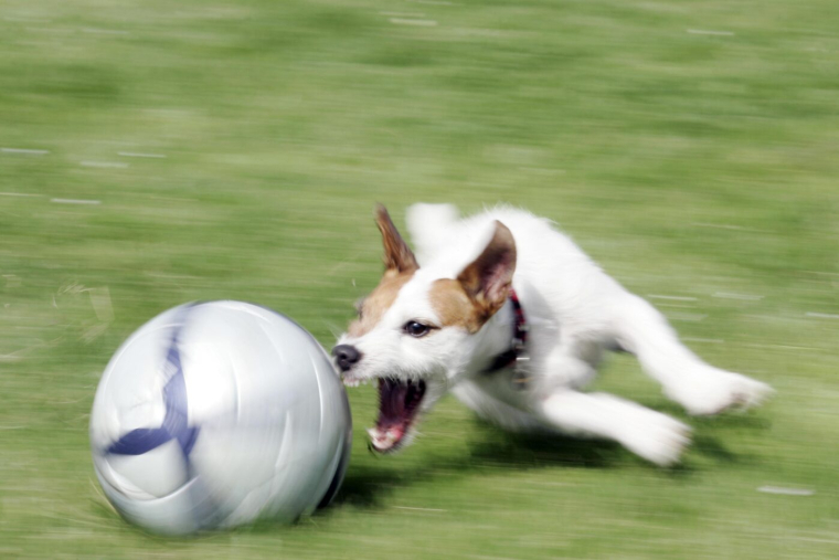 En district, une arbitre de touche promène son chien pendant le match