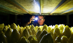 Le producteur d'endives Emmanuel Lefebvre tient une lampe de poche pour inspecter les endives qui poussent