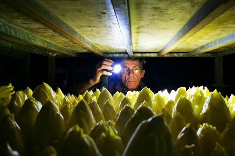Le producteur d'endives Emmanuel Lefebvre tient une lampe de poche pour inspecter les endives qui poussent
