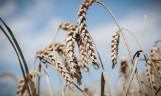 Un champ de blé à Cheux, près de Caen, le 10 août 2023 dans le Calvados ( AFP / LOU BENOIST )