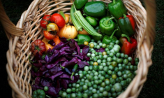 Des légumes fraîchement récoltés