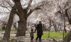 Un homme et un enfant se promènent sous des abricotiers en fleur à Ghanche, dans la région du Gigit-Baltistan, le 30 mars 2026 au Pakistan ( AFP / Manzoor BALTI )
