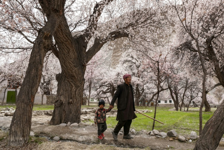 Un homme et un enfant se promènent sous des abricotiers en fleur à Ghanche, dans la région du Gigit-Baltistan, le 30 mars 2026 au Pakistan ( AFP / Manzoor BALTI )