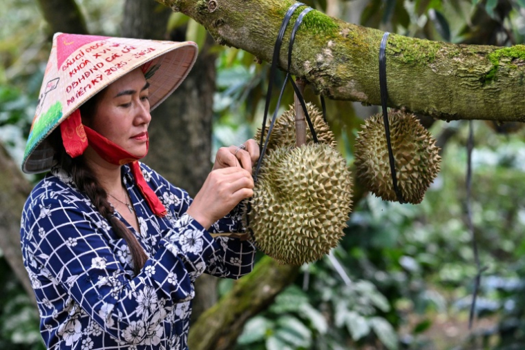 Une femme inspecte un durian, le 15 août 2026 dans la province centrale vietnamienne de Dak Lak  ( AFP / Nhac NGUYEN )