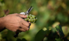 ( AFP / LOIC VENANCE )
