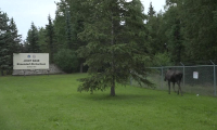 Alaska: un élan aperçu à la base d'Elmendorf-Richardson à la veille du sommet Trump-Poutine