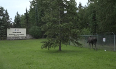 Alaska: un élan aperçu à la base d'Elmendorf-Richardson à la veille du sommet Trump-Poutine