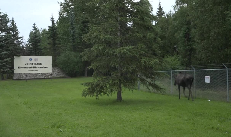 Alaska: un élan aperçu à la base d'Elmendorf-Richardson à la veille du sommet Trump-Poutine