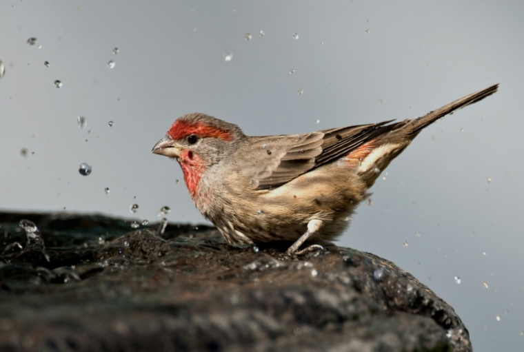 Un roselin sur une fontaine à Mexico, le 17 novembre 2010 ( AFP / Ronaldo Schemidt )