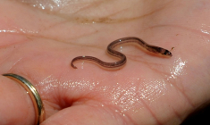 Une civelle pêchée à Newburgh, dans l'Etat de New York, le 1er mai 2013 ( AFP / STAN HONDA )