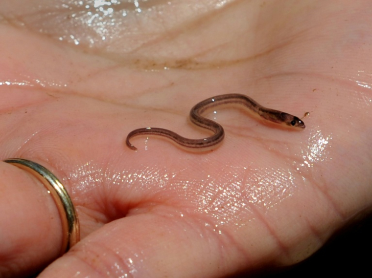 Une civelle pêchée à Newburgh, dans l'Etat de New York, le 1er mai 2013 ( AFP / STAN HONDA )