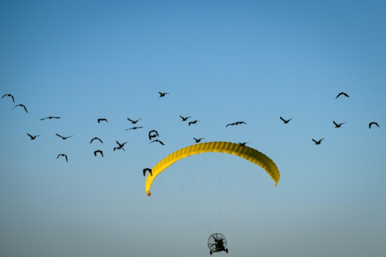 Des ibis chauves sont guidés pour leur migration depuis un ULM, dans la région de Besançon, dans l'est de la France, le 1er septembre 2026 ( AFP / SEBASTIEN BOZON )