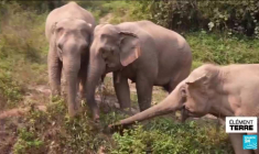 Une Française rachète, un à un, les éléphants du Laos