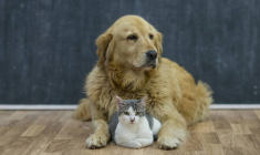 Assurances pour animaux : quels remboursements sont proposés ? / iStock.com - FatCamera