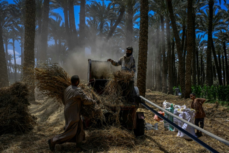 Des agriculteurs battent le blé récolté dans un champ du village de Maraziq, au sud de Gizeh, le 4 mai 2026 en Egypte ( AFP / Khaled DESOUKI )