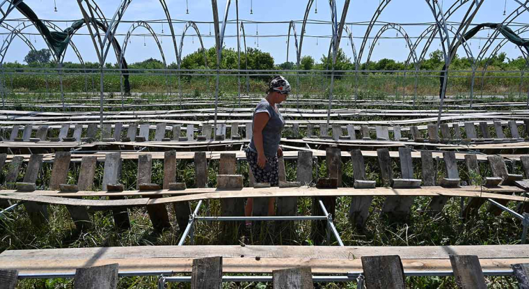 Agrogeneration exploite près de 60.000 hectares de terres agricoles dans l’est de l’Ukraine. (© AFP)