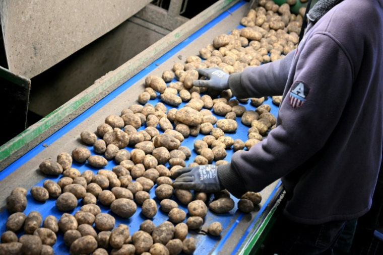 Des pommes de terre après leur récolte dans une coopérative agricole à Geer, le 26 septembre 2025 en Belgique ( AFP / Nicolas TUCAT )