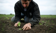 L'agriculteur britannique Luke Abblitt inspecte son champ de betteraves à sucre, dans le Cambridgeshire, dans l'est de l'Angleterre, le 15 mai 2025 ( AFP / Justin TALLIS )