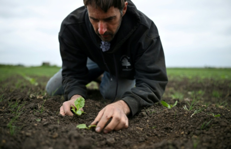 L'agriculteur britannique Luke Abblitt inspecte son champ de betteraves à sucre, dans le Cambridgeshire, dans l'est de l'Angleterre, le 15 mai 2025 ( AFP / Justin TALLIS )