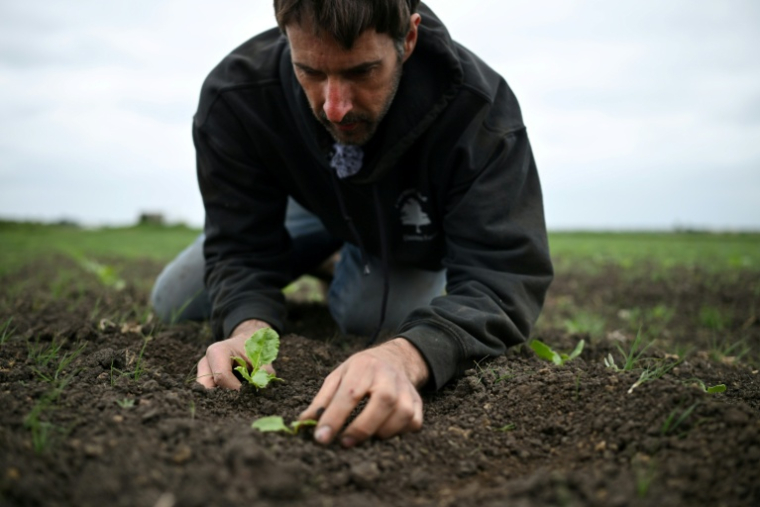 L'agriculteur britannique Luke Abblitt inspecte son champ de betteraves à sucre, dans le Cambridgeshire, dans l'est de l'Angleterre, le 15 mai 2025 ( AFP / Justin TALLIS )