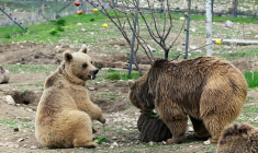 Des ours, secourus de la captivité, renouent avec une vie mi-sauvage dans un centre de réhabilitation de la Fondation pour la préservation de la faune et du patrimoine culturel (FPWC) près du village d'Urtsadzor, en Arménie, le 21 avril 2026 ( AFP / KAREN MINASYAN )