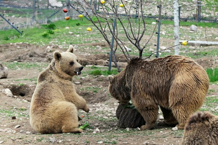 Des ours, secourus de la captivité, renouent avec une vie mi-sauvage dans un centre de réhabilitation de la Fondation pour la préservation de la faune et du patrimoine culturel (FPWC) près du village d'Urtsadzor, en Arménie, le 21 avril 2026 ( AFP / KAREN MINASYAN )