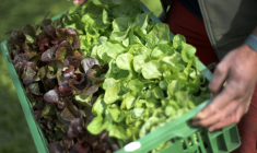 Une production de salades en nette baisse en France cette année ( AFP / Daniel ROLAND )
