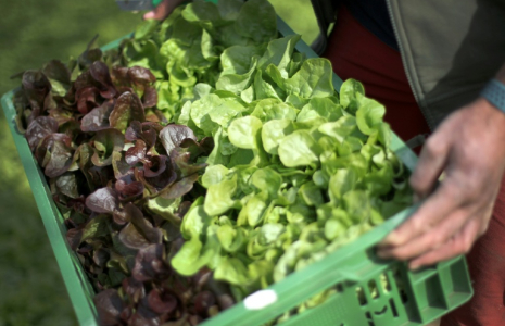 Une production de salades en nette baisse en France cette année ( AFP / Daniel ROLAND )