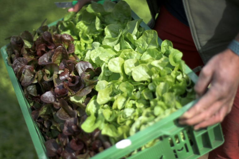 Une production de salades en nette baisse en France cette année ( AFP / Daniel ROLAND )