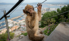 Un macaque à Gibraltar le 6 mai 2026 ( AFP / JORGE GUERRERO )
